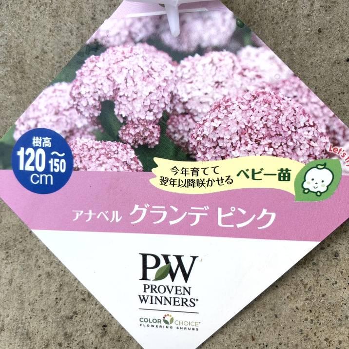 ✤ アナベル グランデクリーム ✤ 挿し穂 3本 ⚘˖* ネコポス発送 ⚘˖