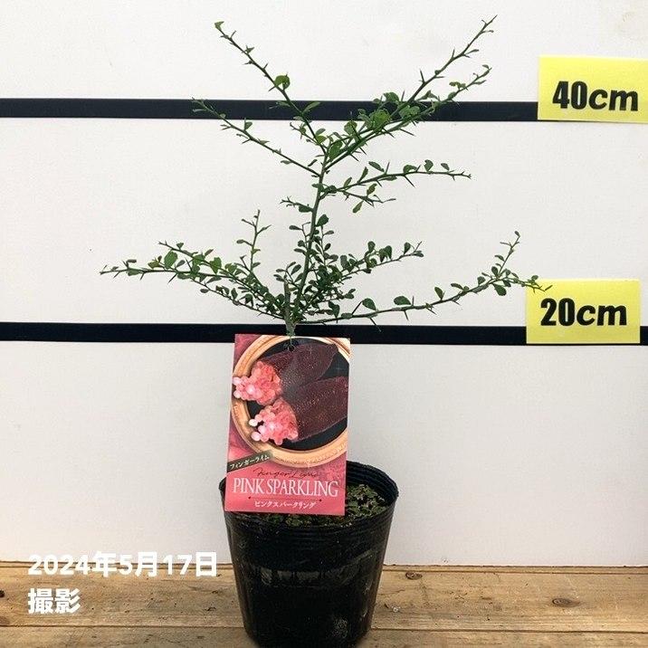 フィンガーライム Finger Lime Tokyo フィンガーライム東京 – フィンガーライム