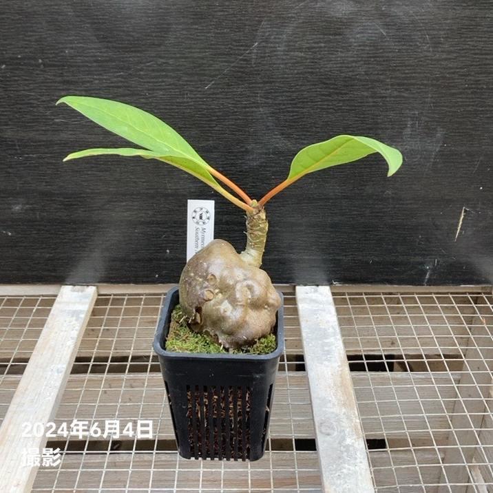 現品お届け】アリ植物 ミルメコディア Myrmecodia platytyrea 現品お届け】アリ植物 ミルメコディア Myrmecodia platytyrea