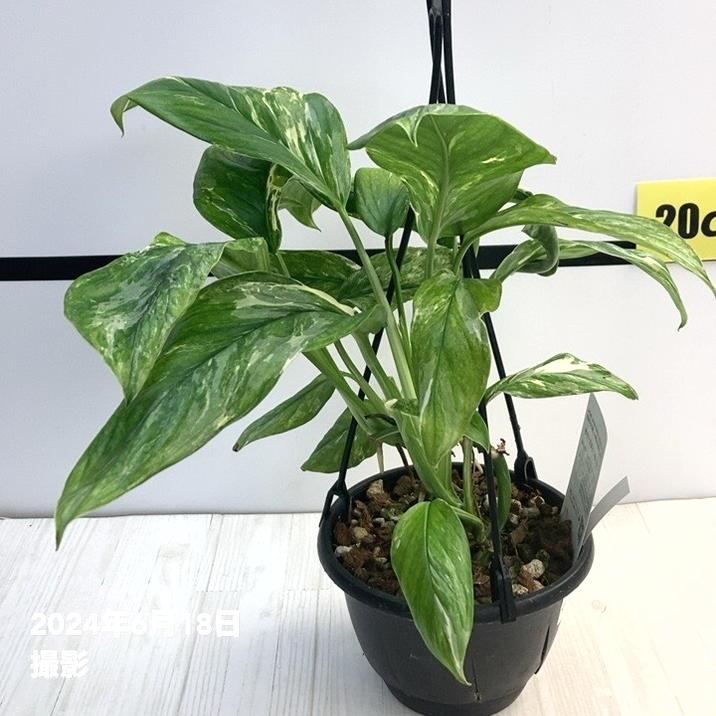 現品】モンステラ・バリエガータ/斑入り 6号 黒鉢（1）Monstera
