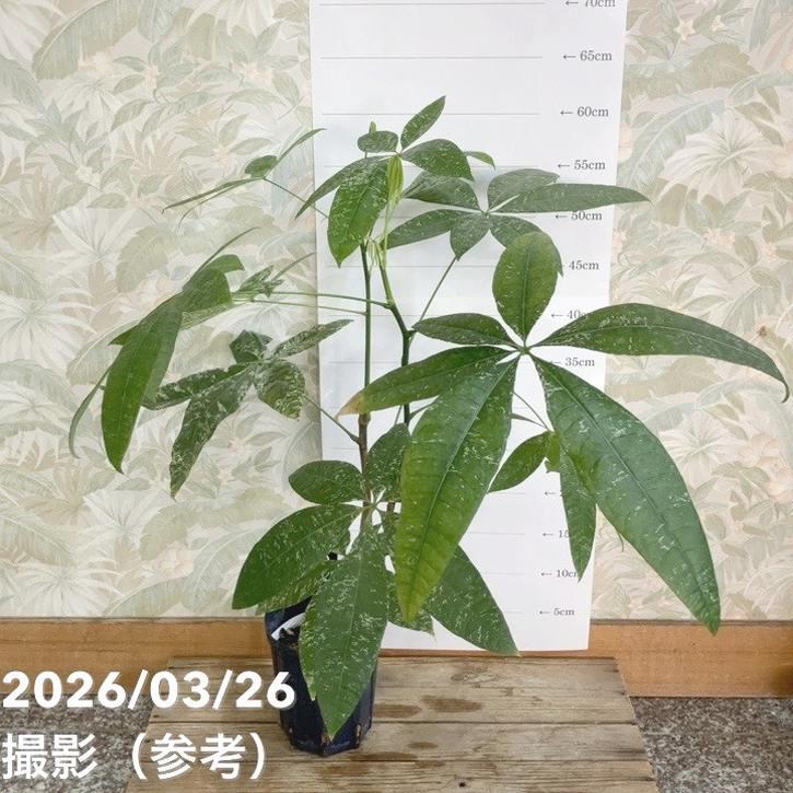 現品お届け】実生 斑入りパキラ Pachira glabra 'variegata'（Seedling