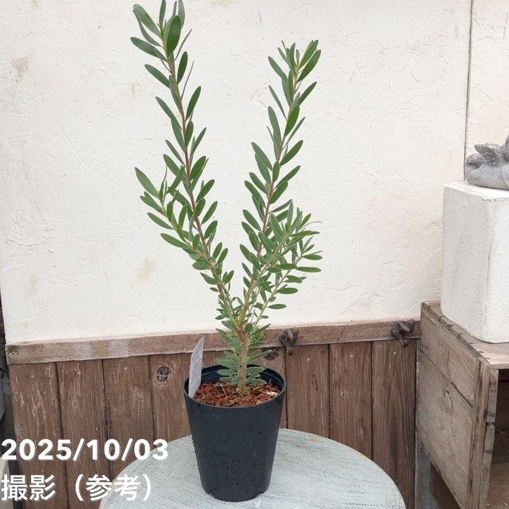 リューカデンドロン サファリサンセット 5号｜花木04-PA : 赤塚植物園