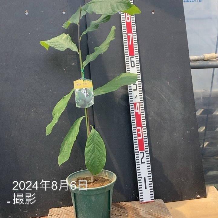 ポポー タイトー 6号｜果樹04-PA : 赤塚植物園ヤフー店 - 通販 - Yahoo