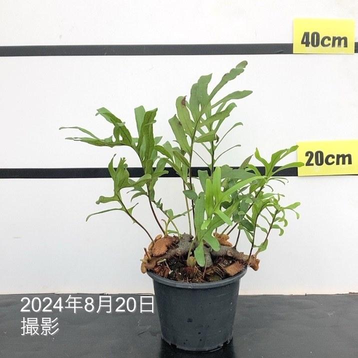アリ植物 レカノプテリス Lecanopteris 4.5号｜観葉01-D1 : 赤塚植物園