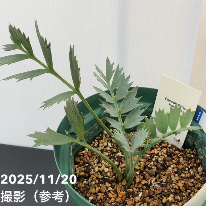 【激レア！現品お届け】エンセファラルトス ホリダス（ヒメオニソテツ） 5号ロングスリット鉢 240-004303｜観葉01-D1_1