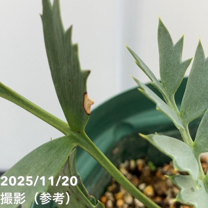 【激レア！現品お届け】エンセファラルトス ホリダス（ヒメオニソテツ） 5号ロングスリット鉢 240-004303｜観葉01-D1_2