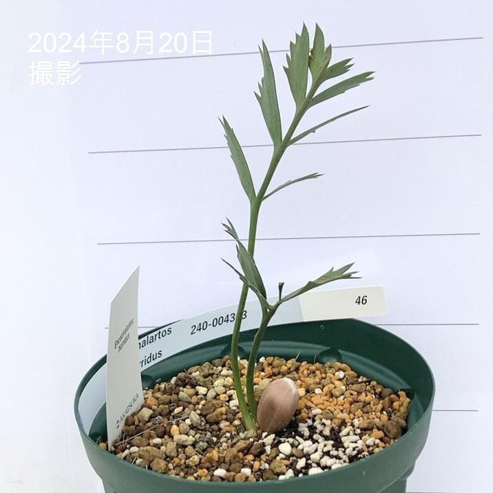 激レア!現品お届け】エンセファラルトス ホリダス 激レア!現品お届け】エンセファラルトス ホリダス