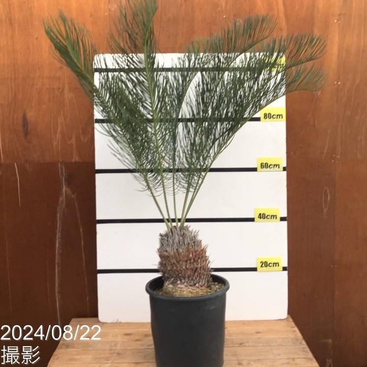 激レア!現品お届け】サイカス カイルンシアナ(ブルーソテツ)9 激レア!現品お届け】サイカス カイルンシアナ(ブルーソテツ)9