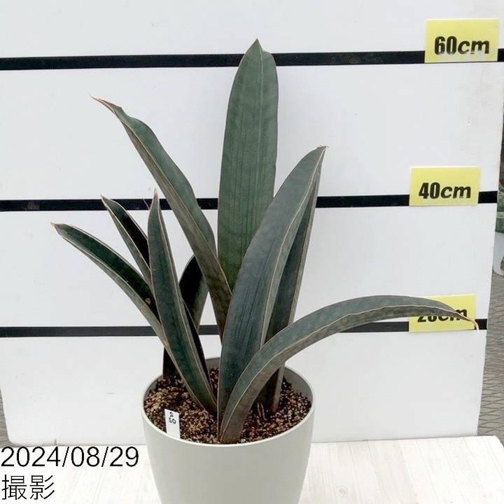 期間限定ストアポイント10倍！】【現品お届け】サンスベリア 7号