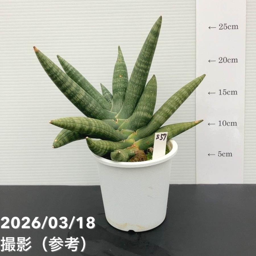 現品お届け】サンスベリア 4号 マンタ 白プラ鉢仕様（S57）｜観葉02-D2