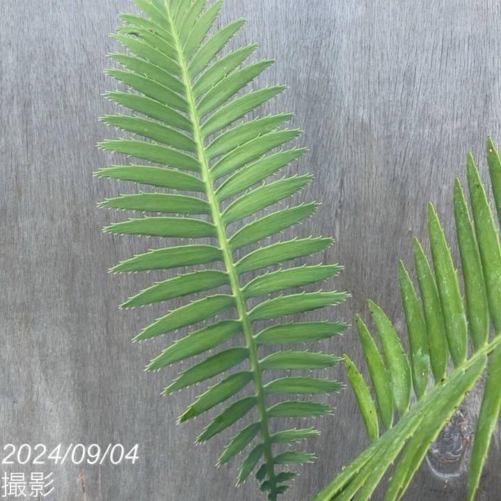 ディオーン スピヌロスム 5号白プラ鉢 |観葉01-D1 : 赤塚植物園 ディオーン スピヌロスム 5号白プラ鉢 |観葉01-D1 : 赤塚植物園