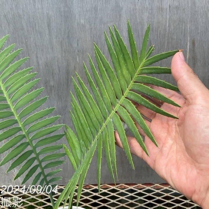 ディオーン スピヌロスム 5号白プラ鉢 |観葉01-D1 : 赤塚植物園 ディオーン スピヌロスム 5号白プラ鉢 |観葉01-D1 : 赤塚植物園