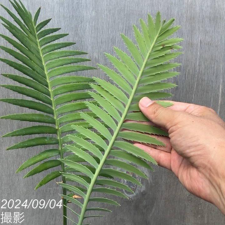 ディオーン スピヌロスム 5号白プラ鉢 |観葉01-D1 : 赤塚植物園 ディオーン スピヌロスム 5号白プラ鉢 |観葉01-D1 : 赤塚植物園