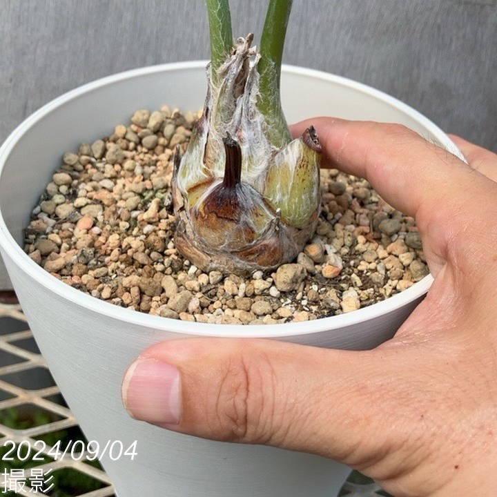 ディオーン スピヌロスム 5号白プラ鉢 |観葉01-D1 : 赤塚植物園 ディオーン スピヌロスム 5号白プラ鉢 |観葉01-D1 : 赤塚植物園