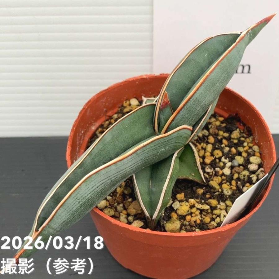 決算P10倍！8/2まで】【現品お届け】サンスベリア 3号 ロリダ 生産鉢