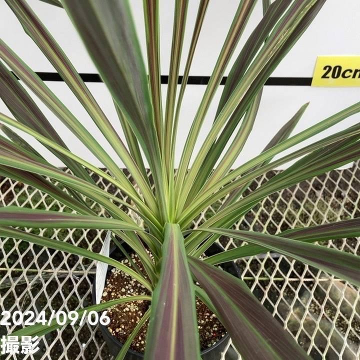コルジリネ 6号 オーストラリス チョコミント｜草花01-D1 : 赤塚植物園