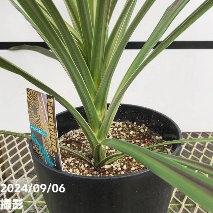 コルジリネ 6号 オーストラリス チョコミント｜草花01-D1 : 赤塚植物園