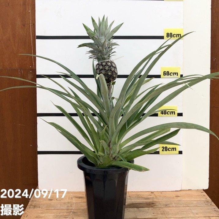 限定3鉢】パイナップル シルキーパイン 8号｜果樹10-TU : 赤塚植物園