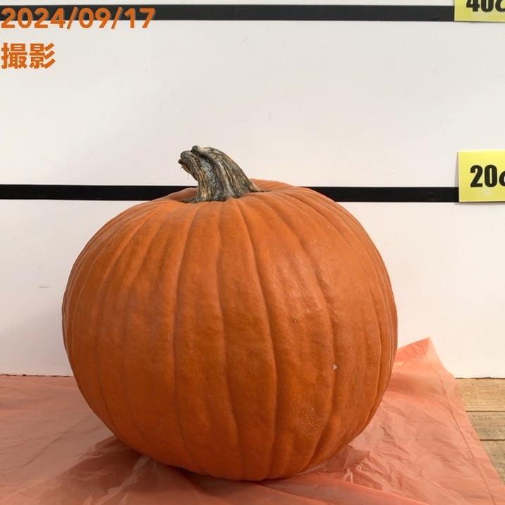 北海道産 ハロウィンかぼちゃ 直径約30cm｜雑貨10-TU : 赤塚植物園