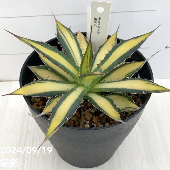 現品お届け】アガベ 4号 ホリダ 錦（斑入り）（A12）｜観葉01-D1