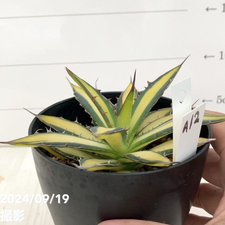 ☆最終値下げ☆アガベ ホリダ 錦 斑入り 現品お届け】アガベ 4号 ホリダ 錦（斑入り）（A12）｜観葉01-D1