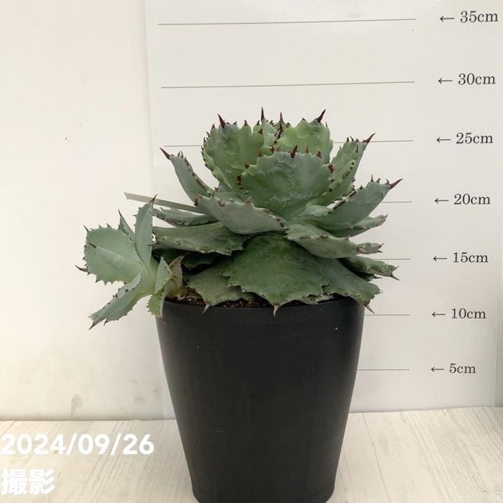 現品お届け】アガベ 5号 イスメンシス 兜蟹 カブトガニ（子株付き 