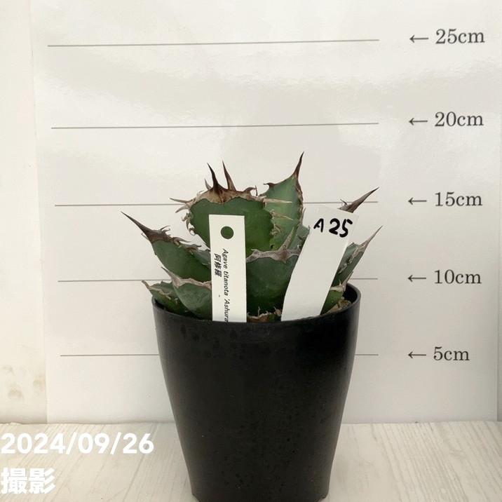 現品お届け】アガベ 4号 チタノタ 阿修羅 Agave titanota 'Ashura