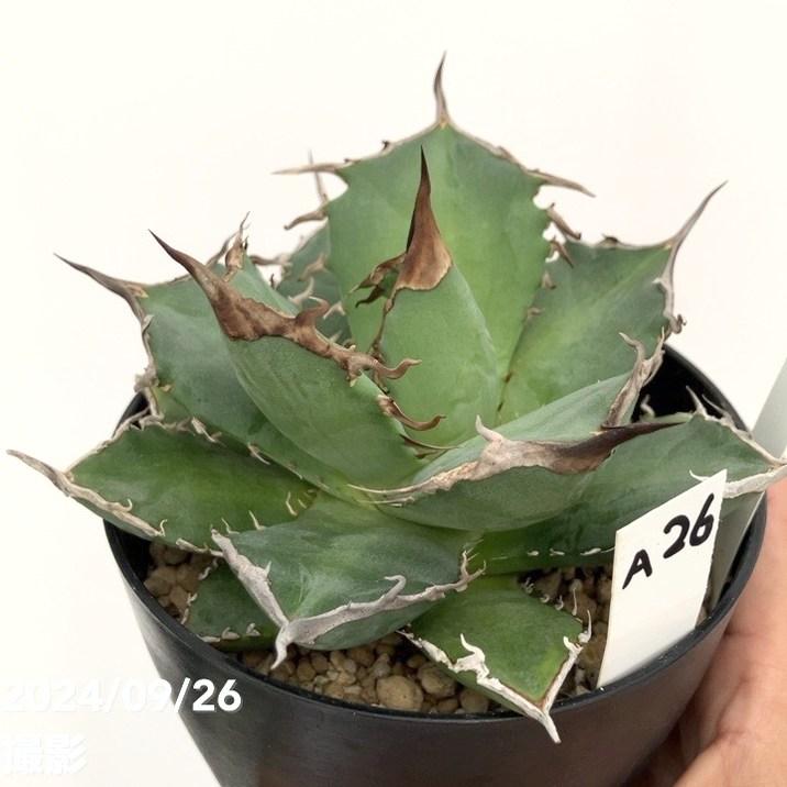 アガベ　阿修羅　NO,4 現品お届け】アガベ 4号 チタノタ 阿修羅 Agave titanota 'Ashura
