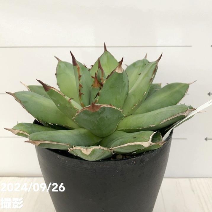 現品お届け】アガベ 4号 チタノタ フィリグリー filigree Agave
