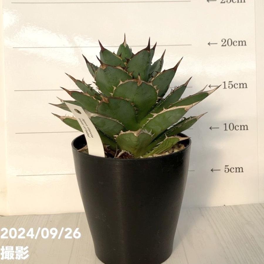 現品お届け】アガベ 4号 チタノタ タワーオブバベル Agave titanota
