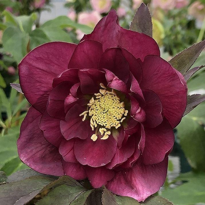 クリスマスローズ 伊勢みやび 3.5号 紅葉川｜山野01-D1 : 赤塚植物園