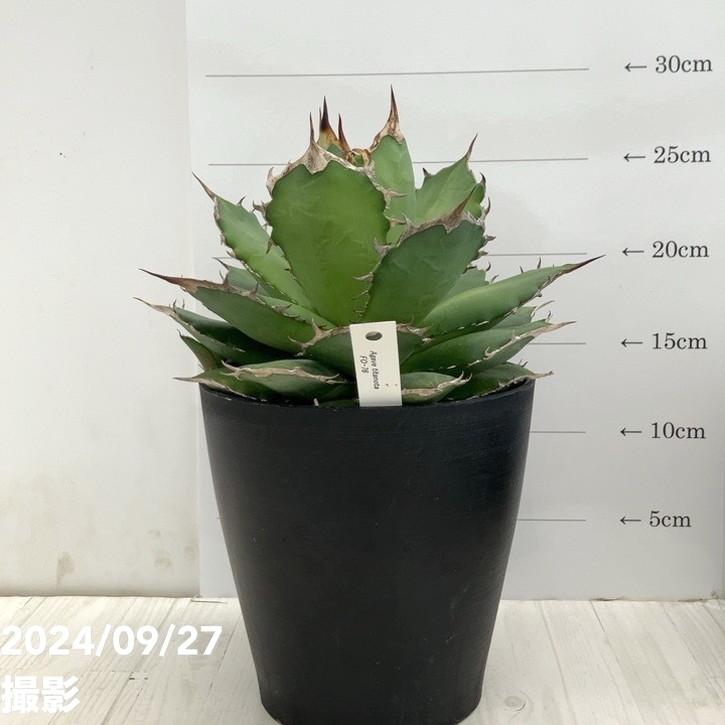 現品お届け】アガベ 5号 チタノタ FO76 フェリペオテロ Agave titanota 