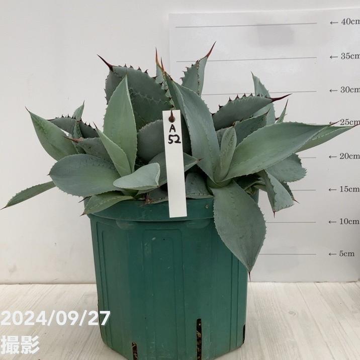 アガベ 7点セット 【公式通販】