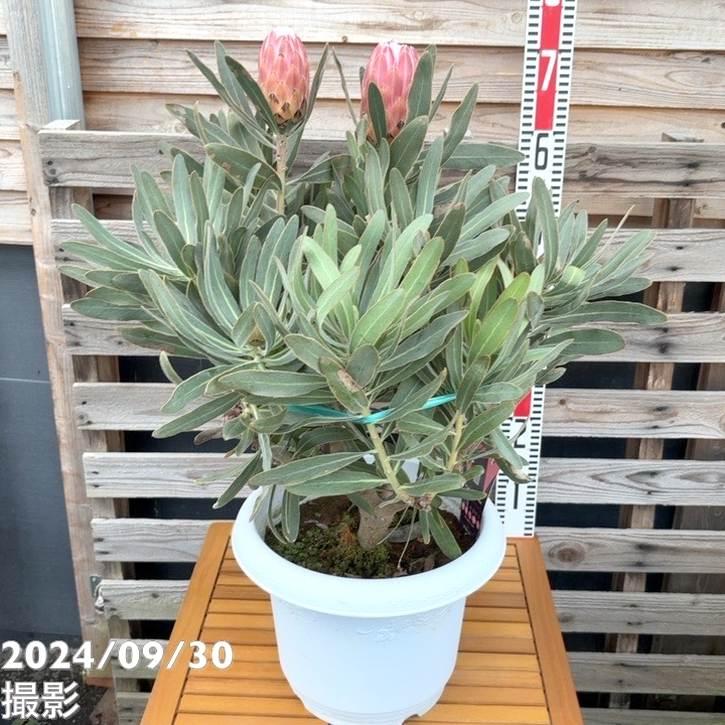 現品お届け】プロテア スペシャルピンクアイス（7花付き）10号特大鉢