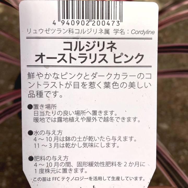 現品お届け】コルジリネ 8号 オーストラリス ピンク（幹上がり株