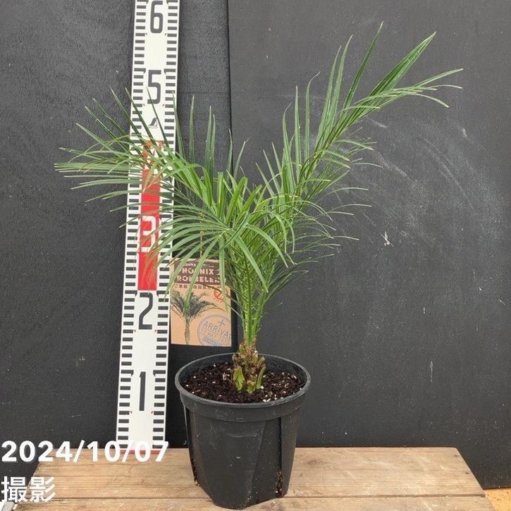 フェニックス ロベレニー 5号｜観葉04-PA : 赤塚植物園ヤフー店 - 通販