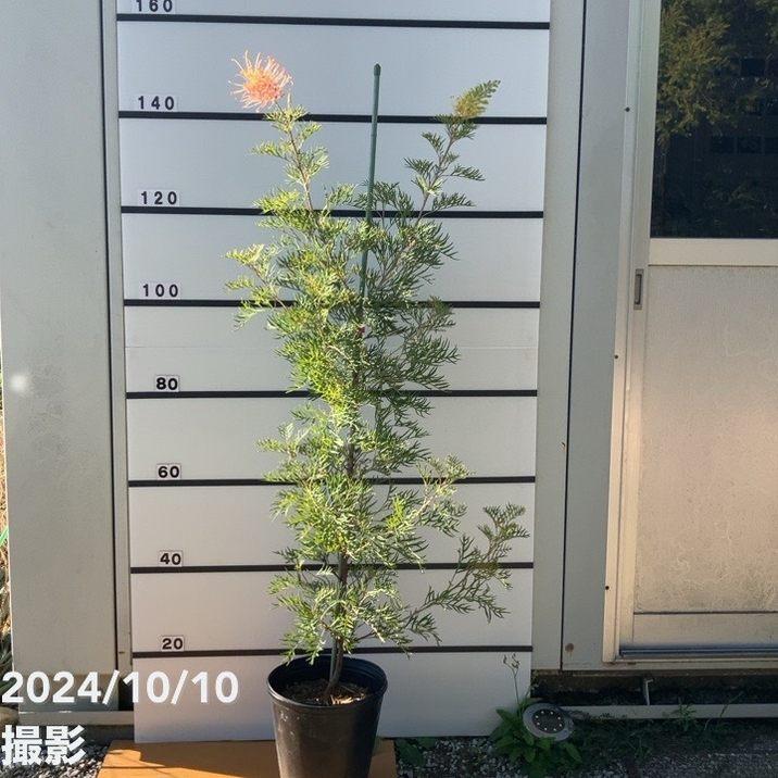 グレビレア　ピーチアンドクリーム　大株　2 グレビレア ピーチアンドクリーム 大株 2 楽天市場】グレビレア ピーチ