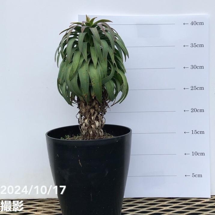 数量限定】ユッカ 6号 デスメティアーナ コンパクト（Yucca