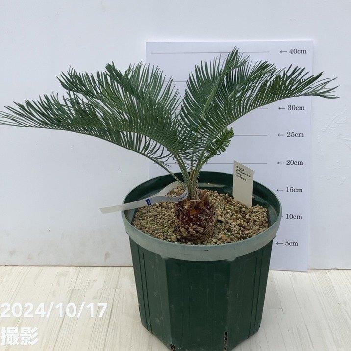 現品］【超希少】2番ソテツカイルンシアナブルー8号蘇轍観葉植物レア