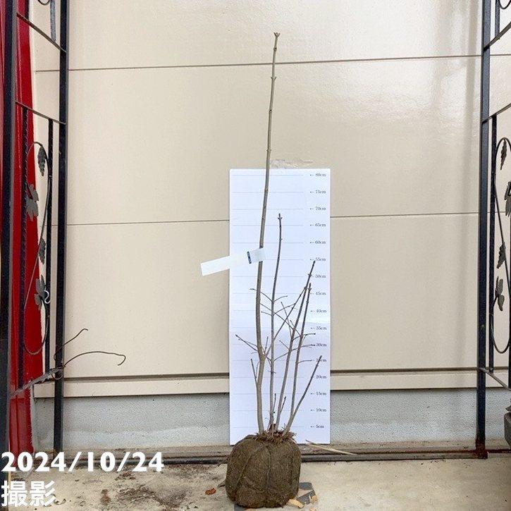 アオダモ 株立ち 根巻き苗｜s200｜花木04-PA : 赤塚植物園ヤフー店