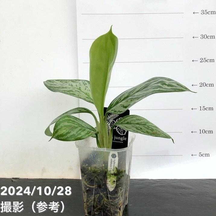 アグラオネマ ニティドゥム カーティシー 3 アグラオネマ ニティドゥム