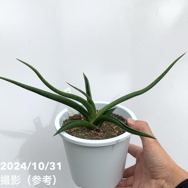 現品お届け】サンスベリア 5号 バオダム Baodum 白プラ鉢(S116 現品お届け】サンスベリア 5号 バオダム Baodum 白プラ鉢(S116