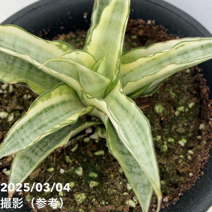 サンスベリア 3.5号 ガブリエラホワイト バリエガータ 斑入り