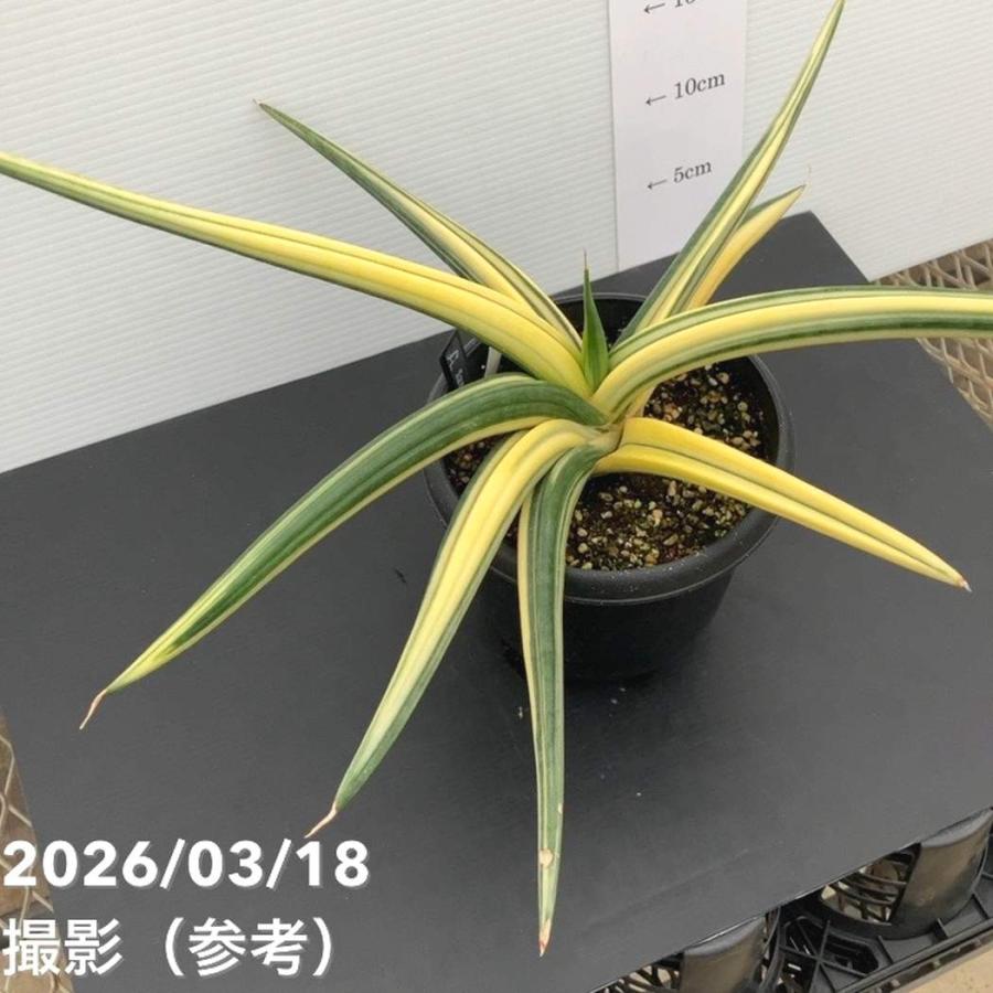 現品お届け】サンスベリア 5号 パテンス 斑入り 大株（S114）｜観葉02