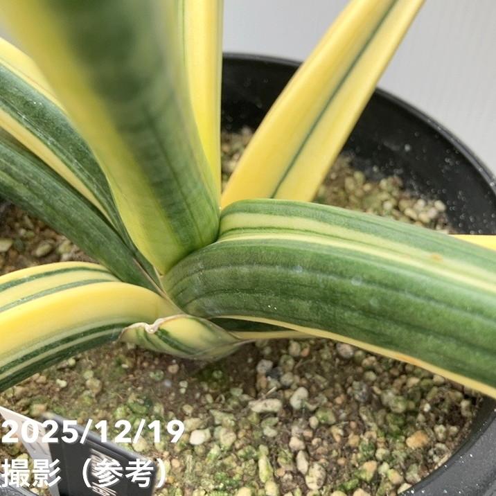 現品お届け】サンスベリア 5号 パテンス 斑入り 大株（S114）｜観葉02