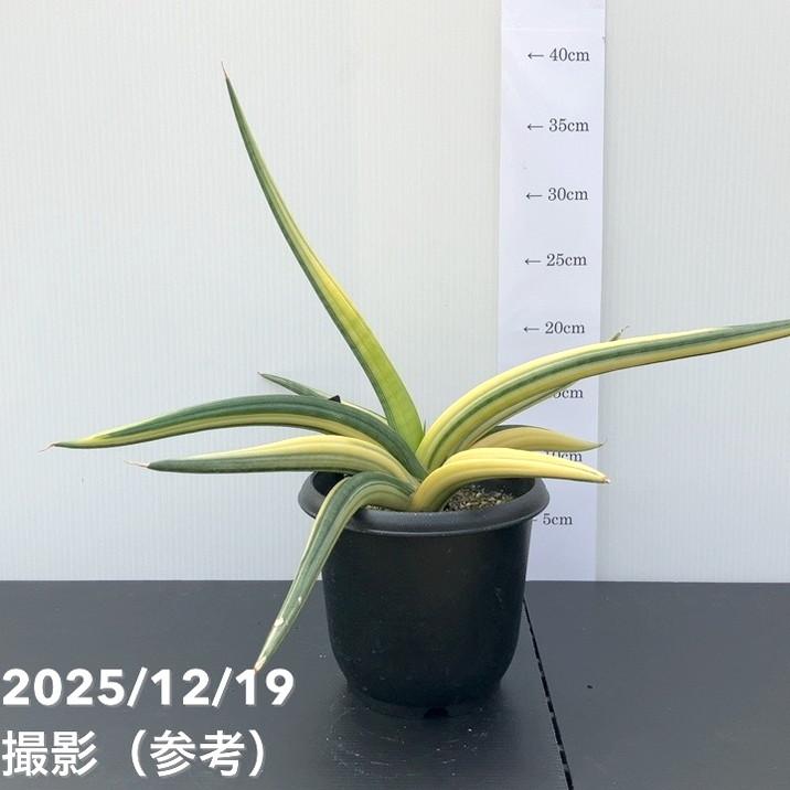 サンスベリア　パテンス　斑入り　大株 現品お届け】サンスベリア 5号 パテンス 斑入り 大株（S114）｜観葉02
