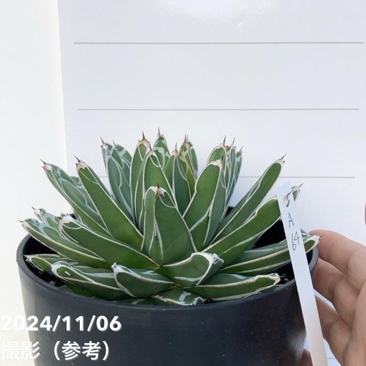 アガベ　笹の雪　ヴィクトリアレッジーナ　サンキング　美株 選抜株 サンキング 笹の雪 アガベ ヴィクトリアレジーナ 多肉植物 サンキング