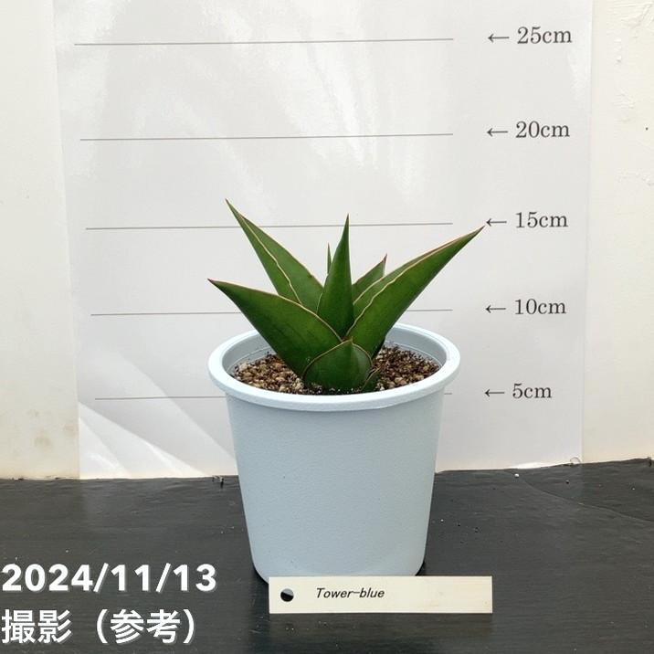 サンスベリア 4号 タワーブルー（子株）｜観葉02-D2 : 赤塚植物園