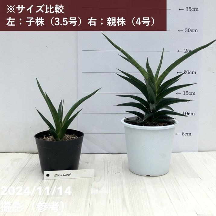 決算P10倍！8/2まで】【現品お届け】サンスベリア 3.5号 ブラック 