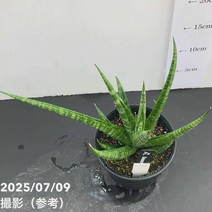 現品お届け】サンスベリア 4号 アンヤマニークロー Unyamanee